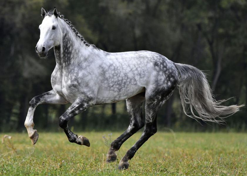 Dapple Gray Horse